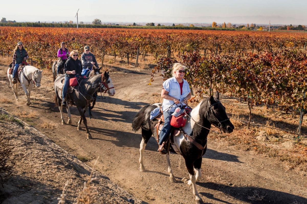 Photos Horseback winery ride in Zillah News Watch