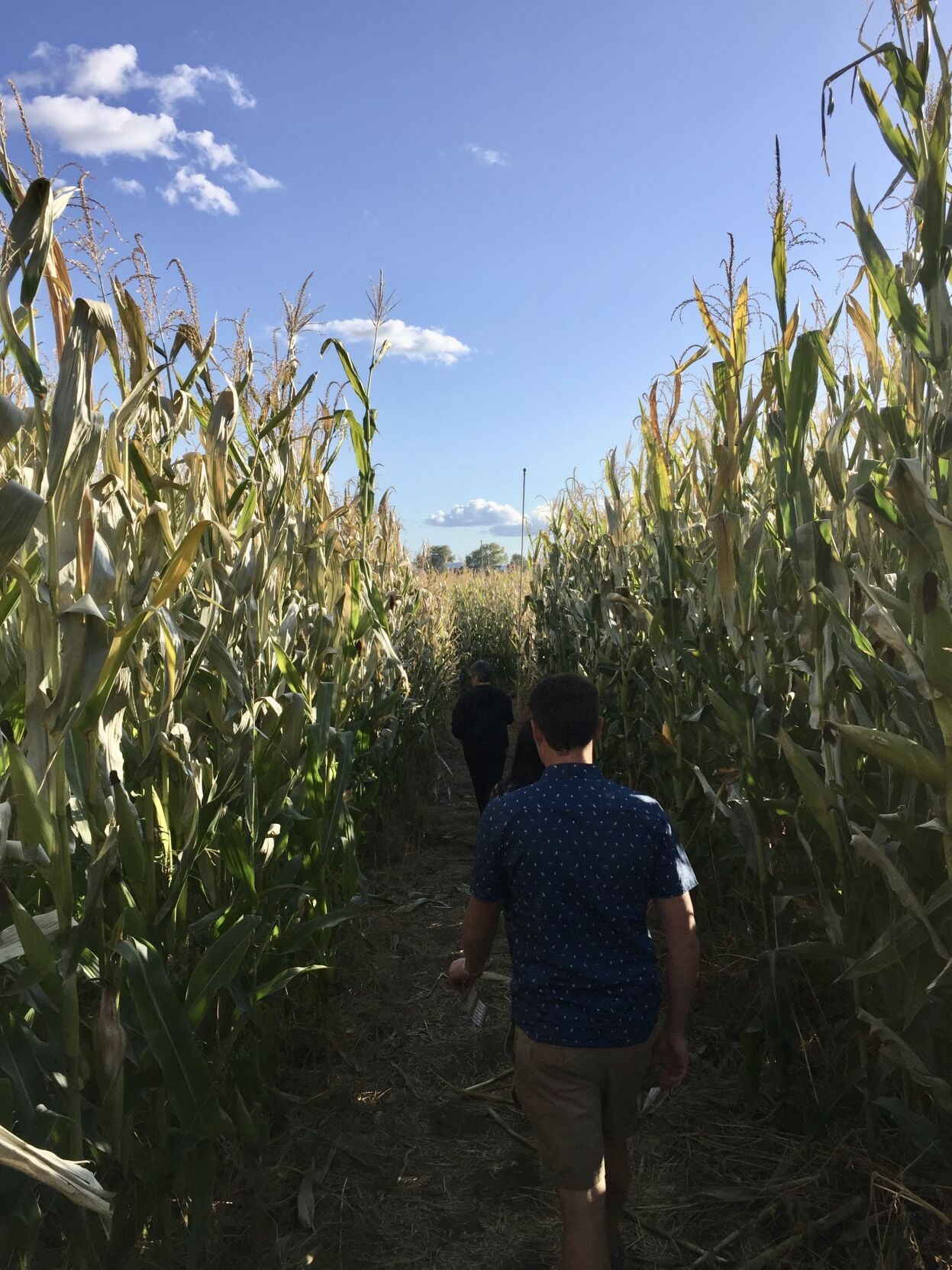 Corn maze | | yakimaherald.com