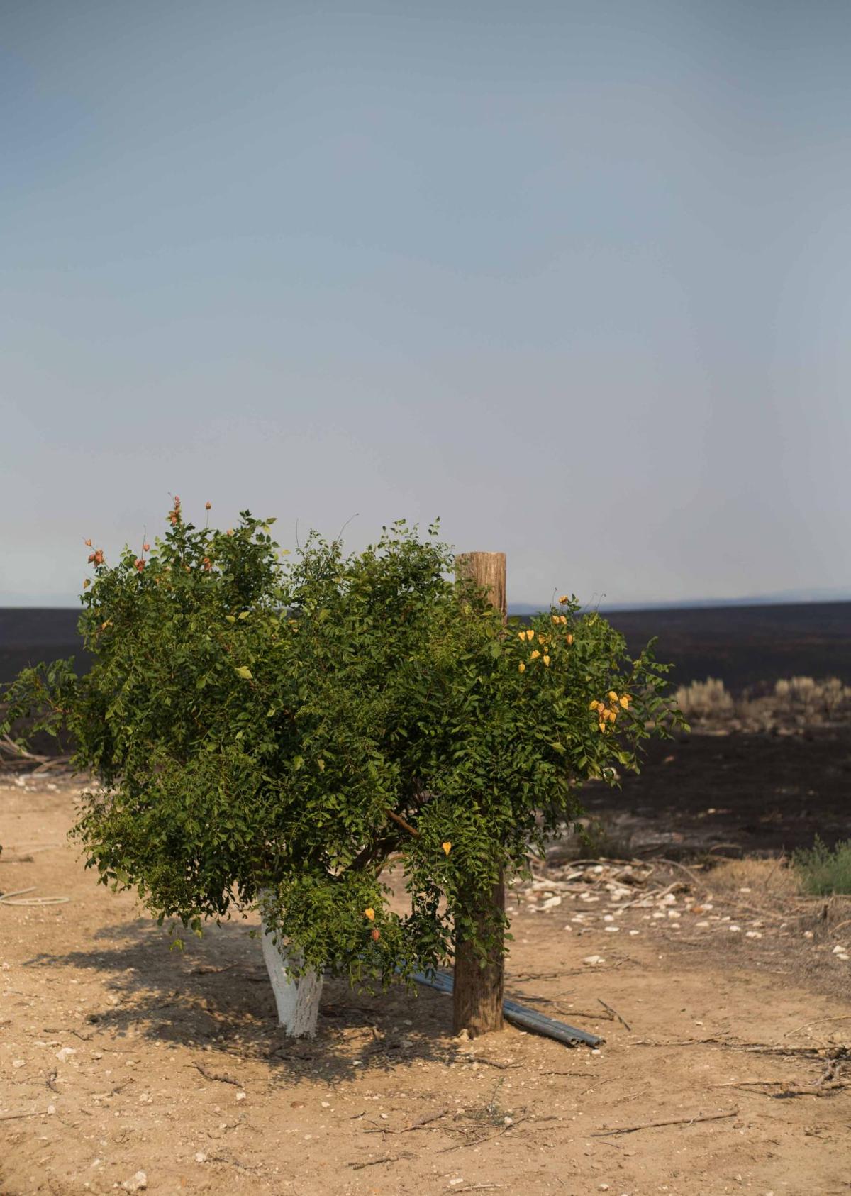 FireMoxee-YH-080116-5.jpg
