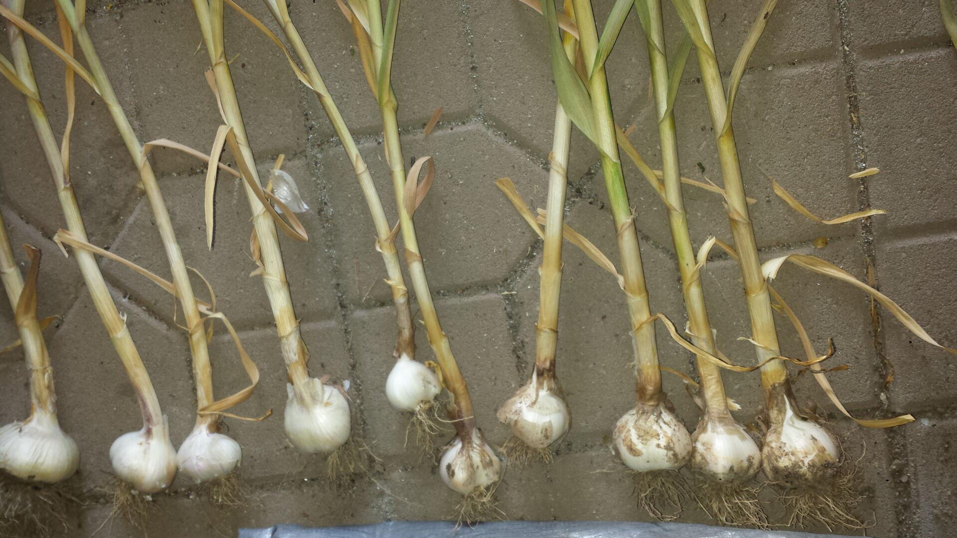 Master Gardener: The wonder of garlic and fall planting