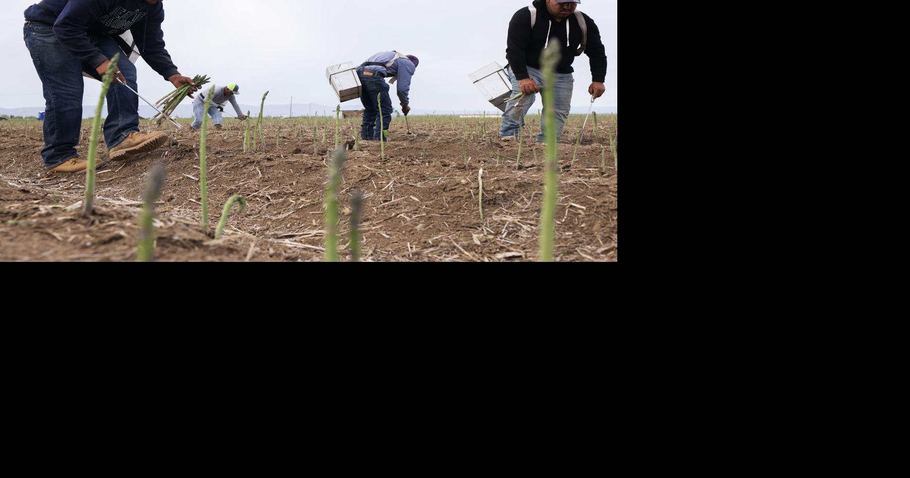 Heat kickstarts asparagus harvest in Yakima County Local