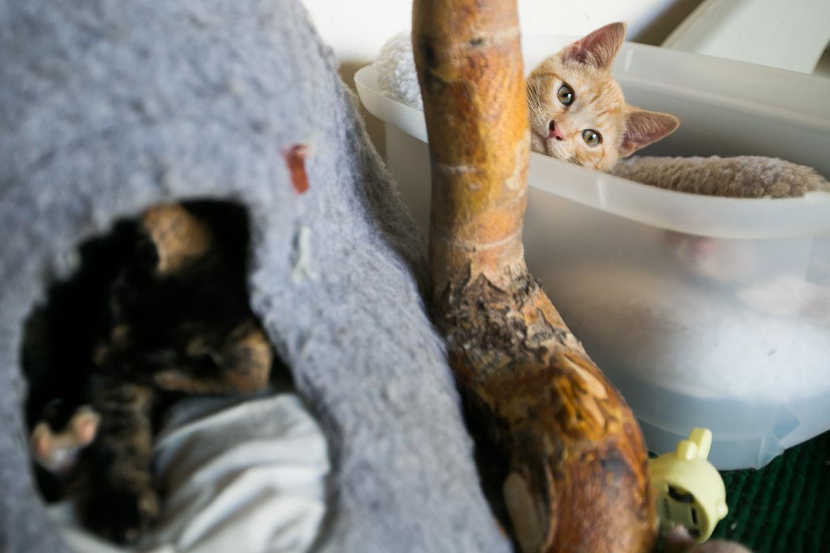 Fabulous Felines At The Calico Cat Cafe And Barkery Are Ready To