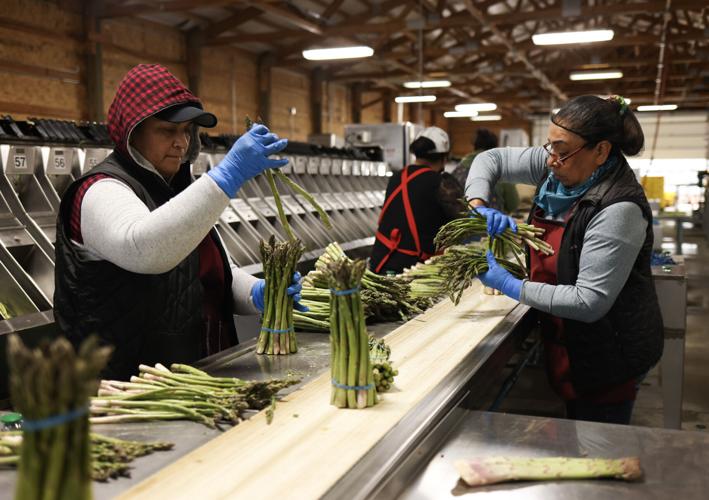 Heat kickstarts asparagus harvest in Yakima County Local