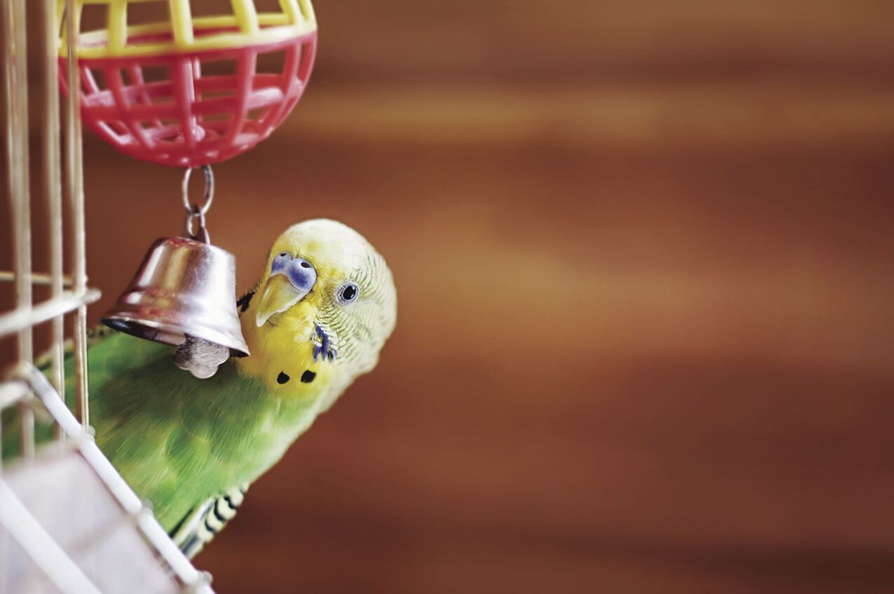 Bringing home best sale a parakeet