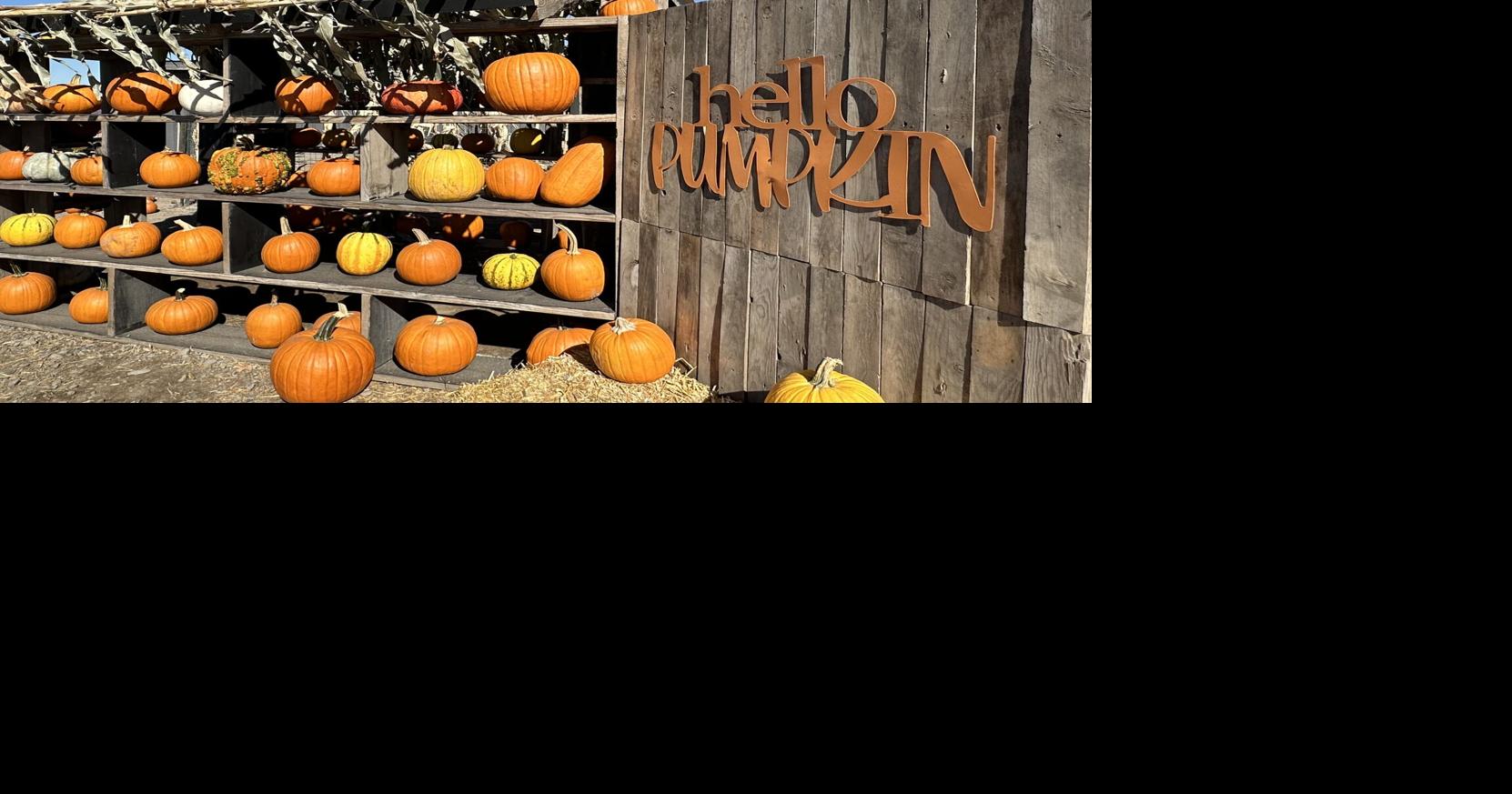 Pumpkin patches and corn mazes open around the Yakima Valley this ...