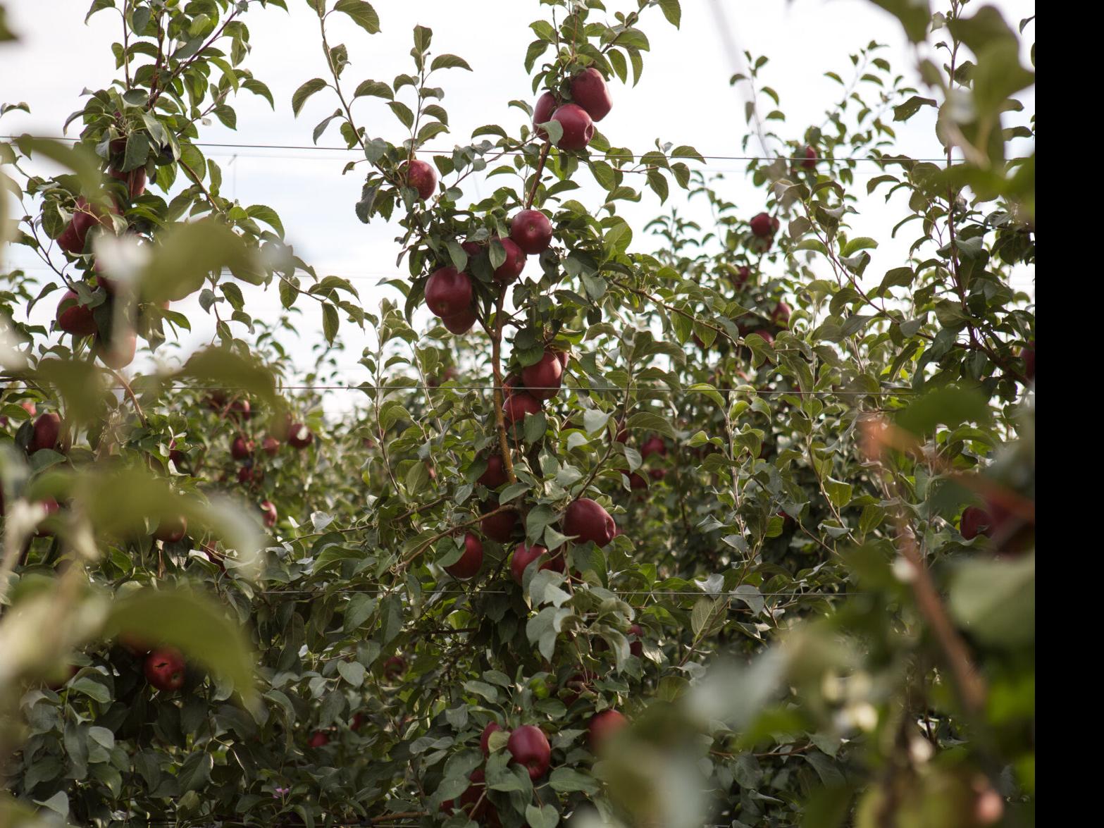 Get Washington Fuji Apples Delivered