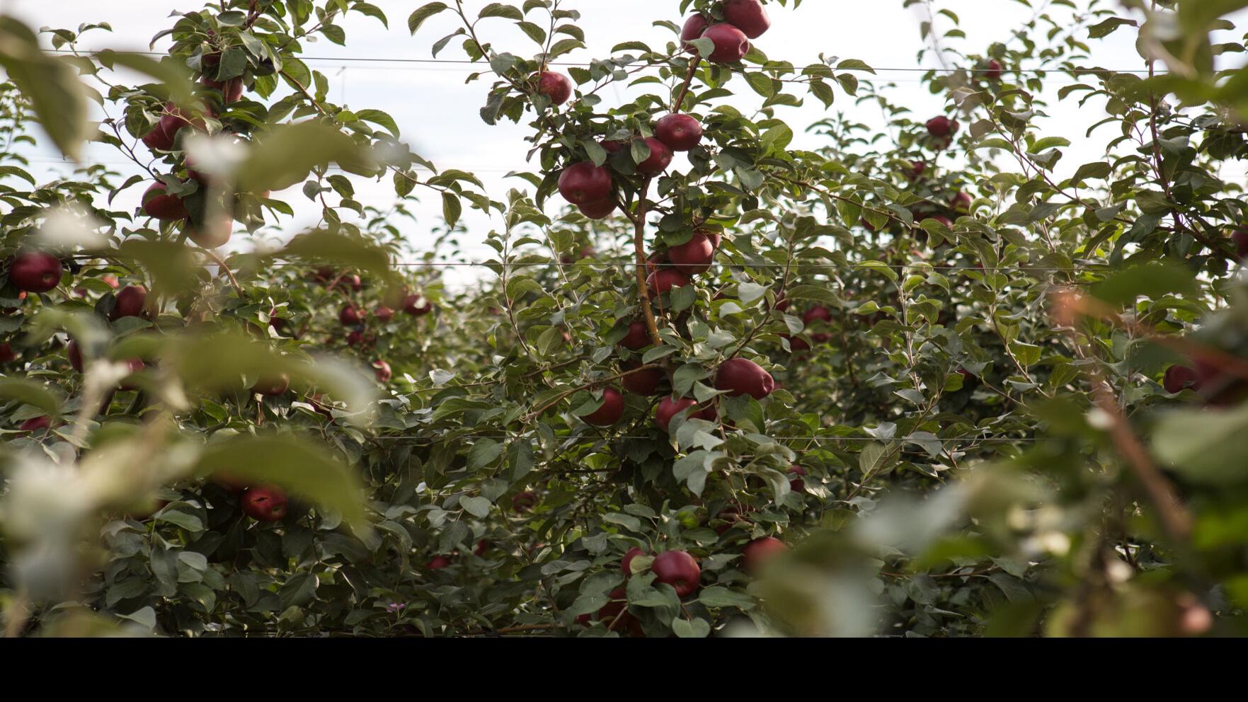 Get Organic Washington Fuji Apples Delivered