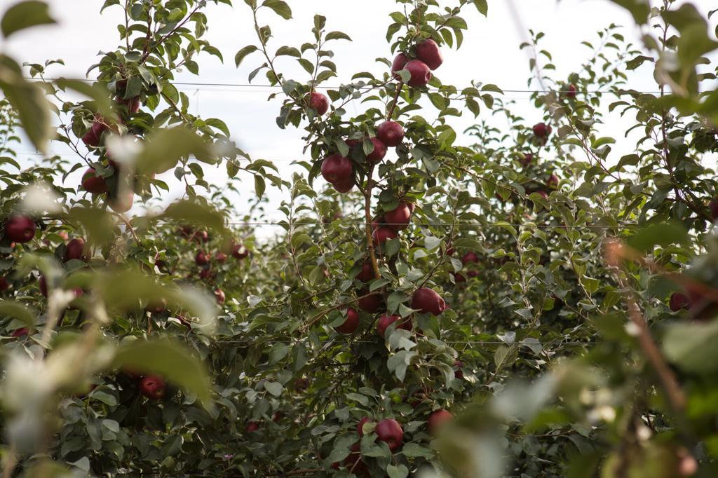 Growing Organic Apples Without Spraying – Mother Earth News