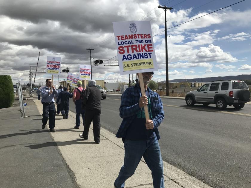 Union Workers At Yakima S S S Steiner Go On Strike Over Contract