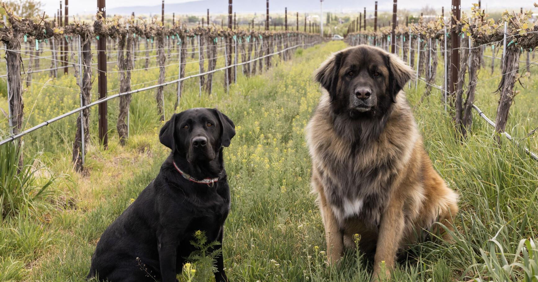 Yakima Valley office pets greet customers and serve as business mascots - Vimarsana News