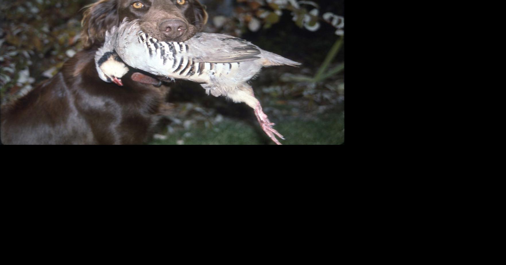 TOUGH HUNTING: The challenge of chukar hunting brings its own rewards ...