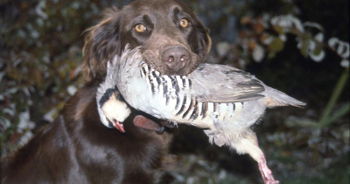 Chaker Animall TOUGH HUNTING: The challenge of chukar hunting brings its own rewards ...