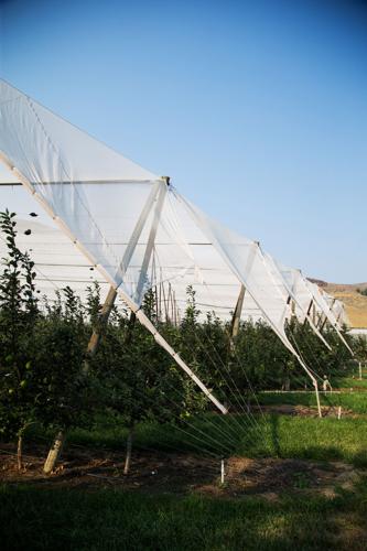 Protection nets boosting orchard health, fruit yields in Valley, Local