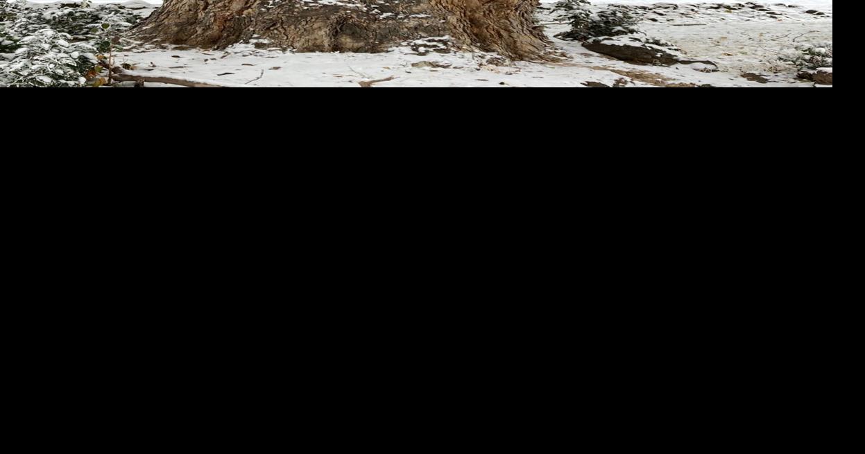 Gardening in Yakima The value of a wellplaced tree Home And Garden