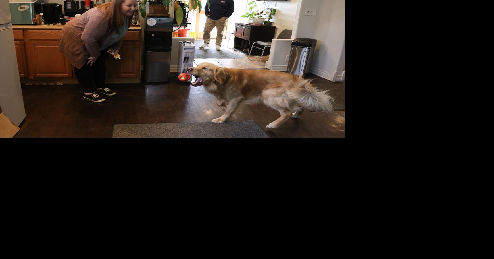 Paws on the payroll: Office dogs comfort staff and clients alike