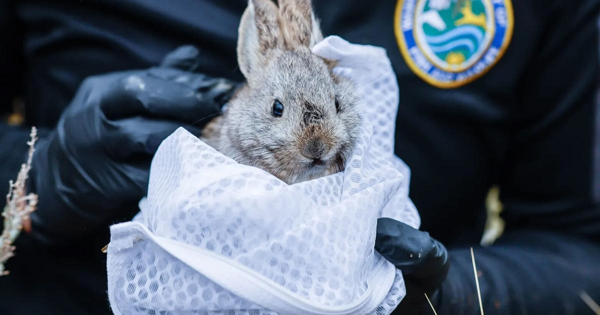 Pygmy rabbits are vital to the Columbia Basin. Will they survive ...