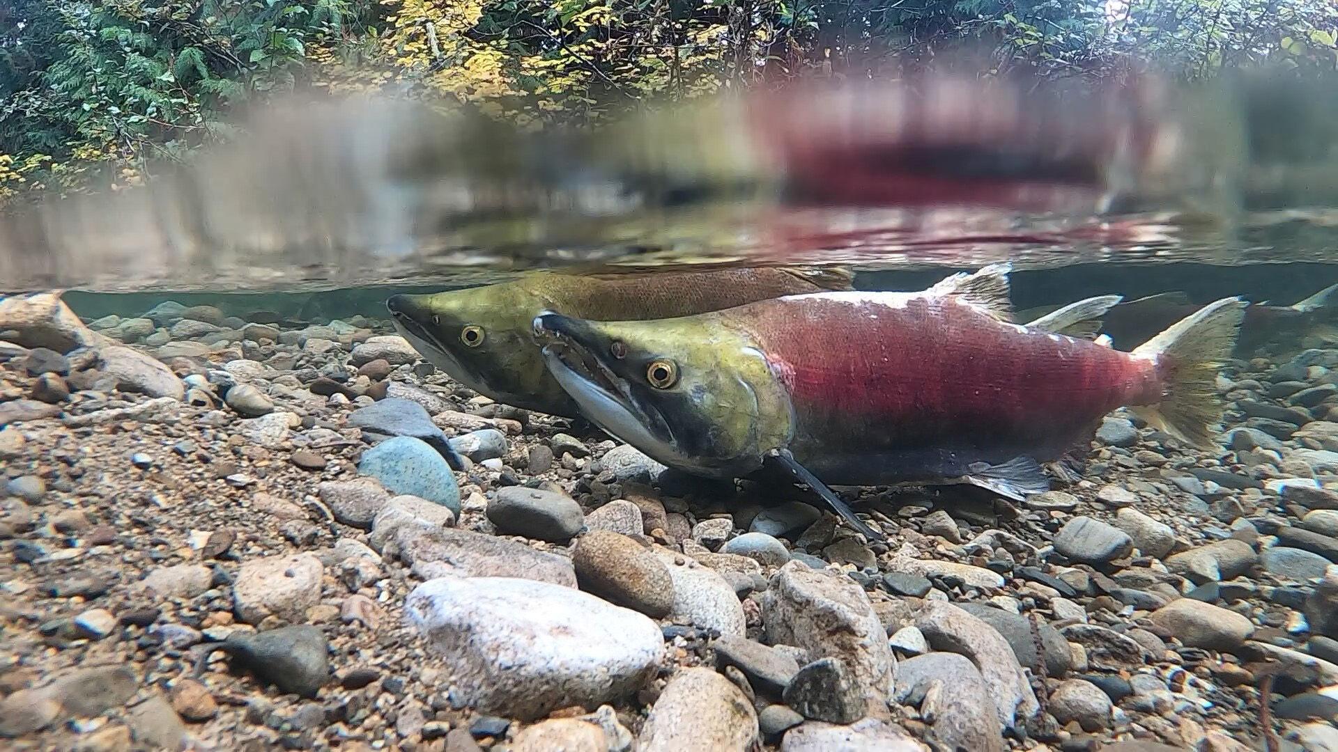 Salmon forecasts show promise along with challenges