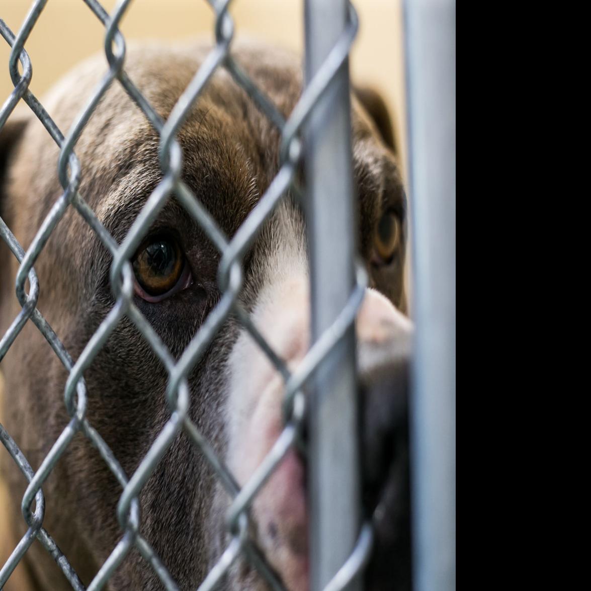 Humane Society Tells Yakima Its Cutting Ties Over