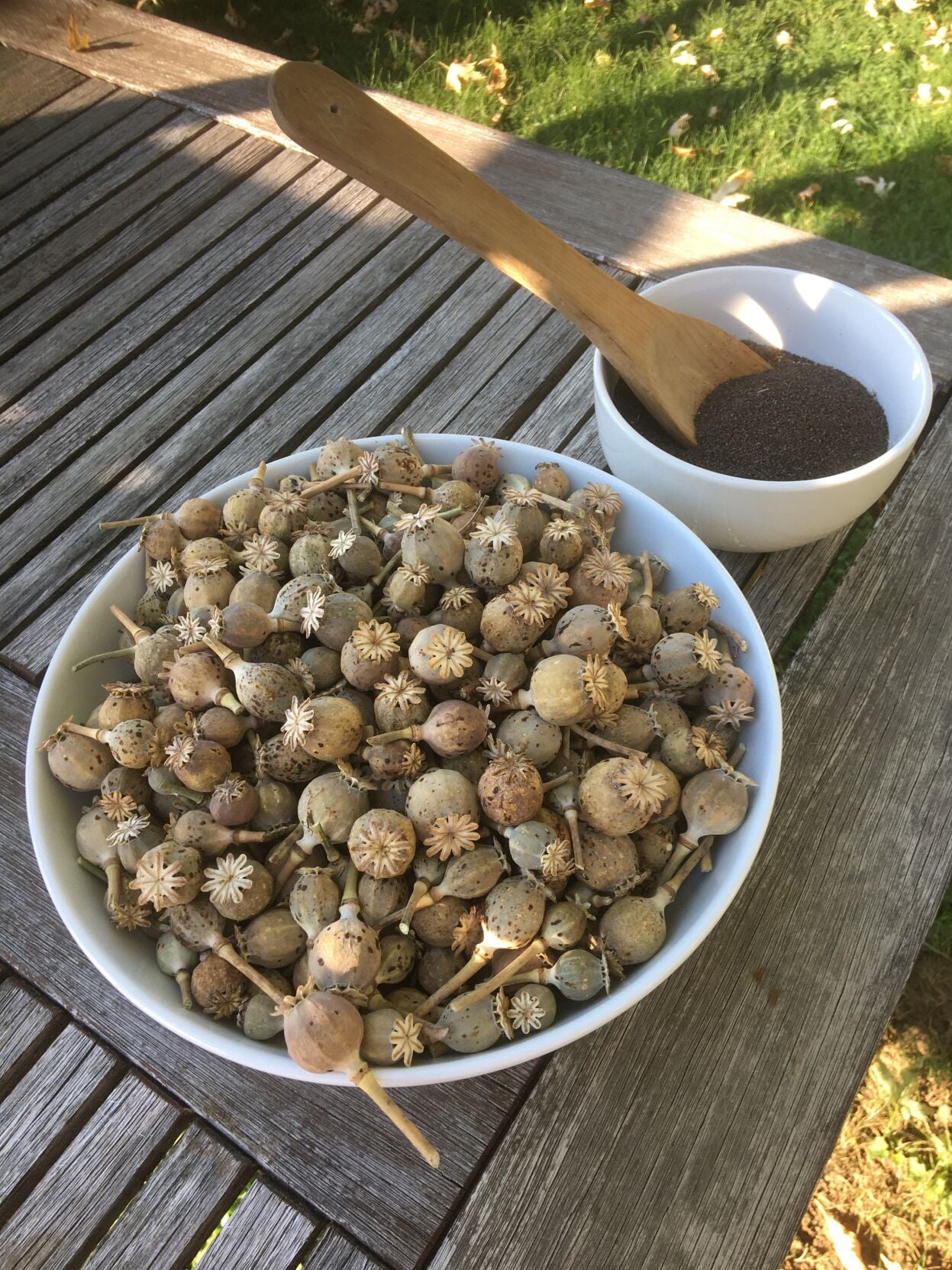 Barany In the Garden: Sow, you'd like some poppies for next year