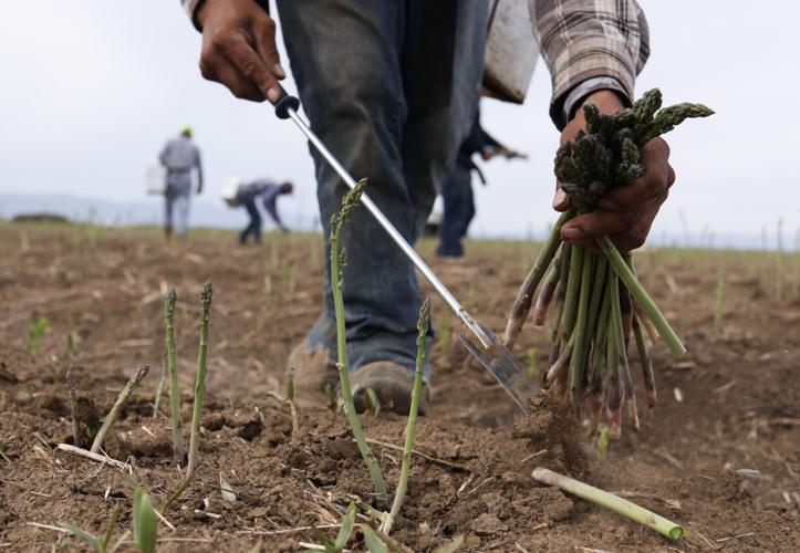 Heat kickstarts asparagus harvest in Yakima County Local