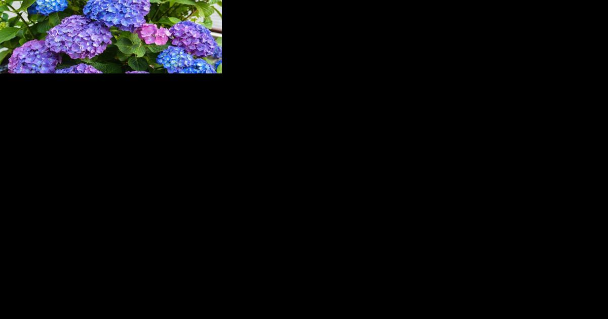 Barany in the Garden: How to prune hydrangeas - Vimarsana News