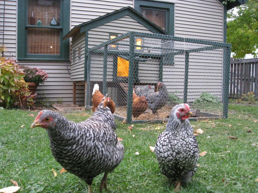 Barnyard To Backyard Chicken Coops More Common In Yakima Valley