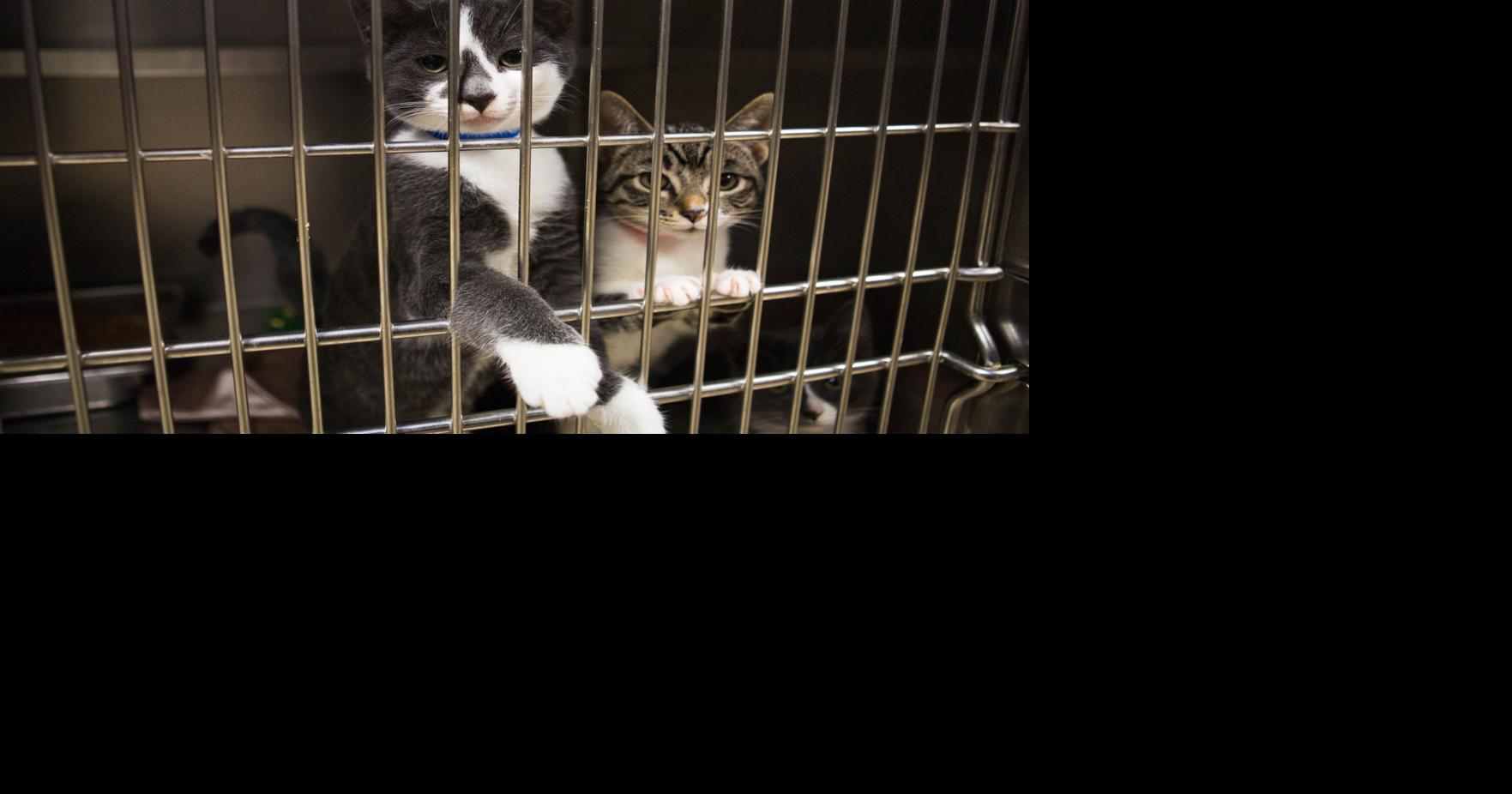 Animal control changes proposed in Yakima could help address roaming cats | Local