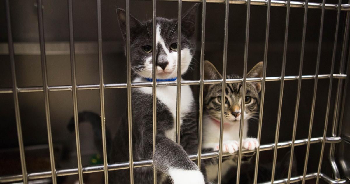 Animal control changes proposed in Yakima could help address roaming cats | Local Animal control changes proposed in Yakima could help address roaming cats | Local