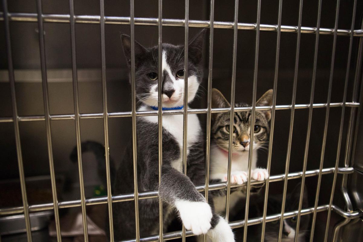 Animal control changes proposed in Yakima could help address roaming