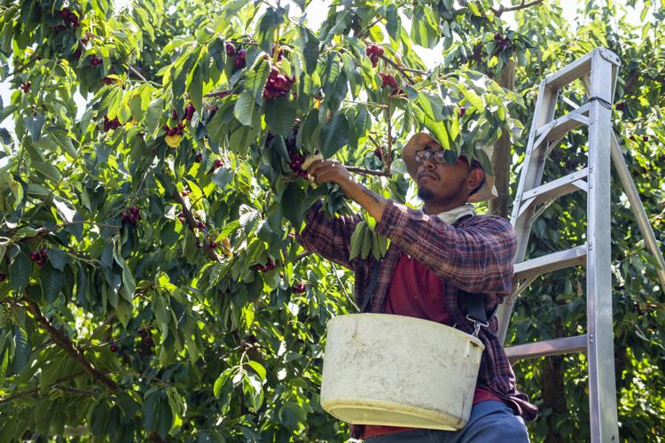 Jordy Marquez picks Skeena cherries in an orchard