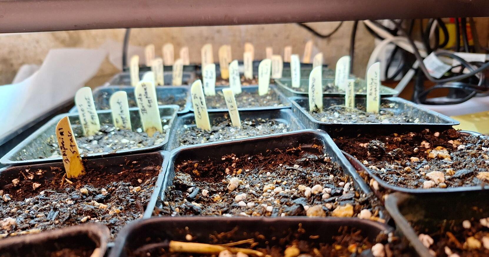 Barany in the Garden: Tips on starting seeds from a Yakima Valley expert - Vimarsana News