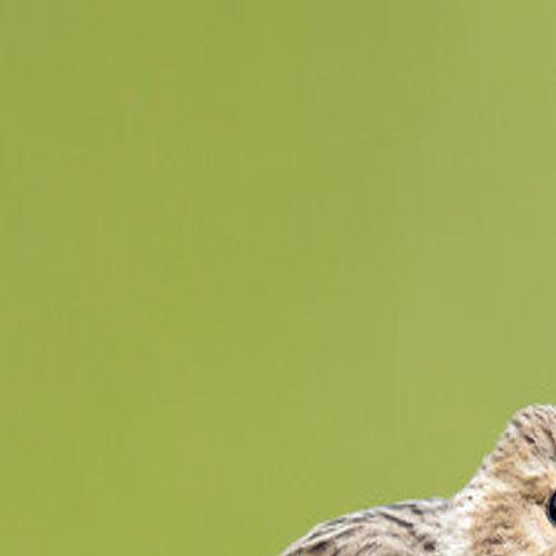 Six People In Washington Sickened By Salmonella Illness Linked To Wild Songbirds News Watch Yakimaherald Com