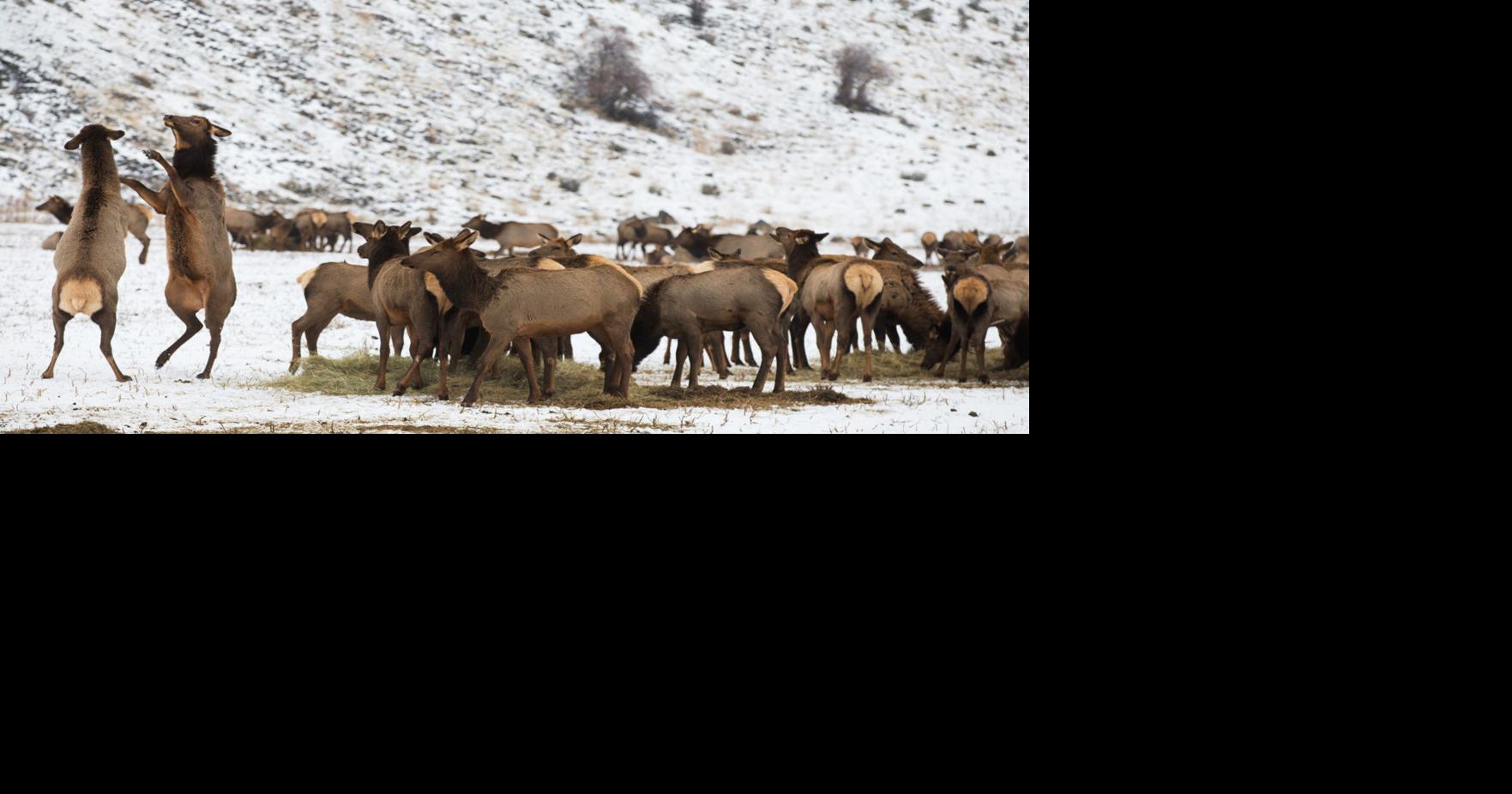 Oak Creek elk feeding station