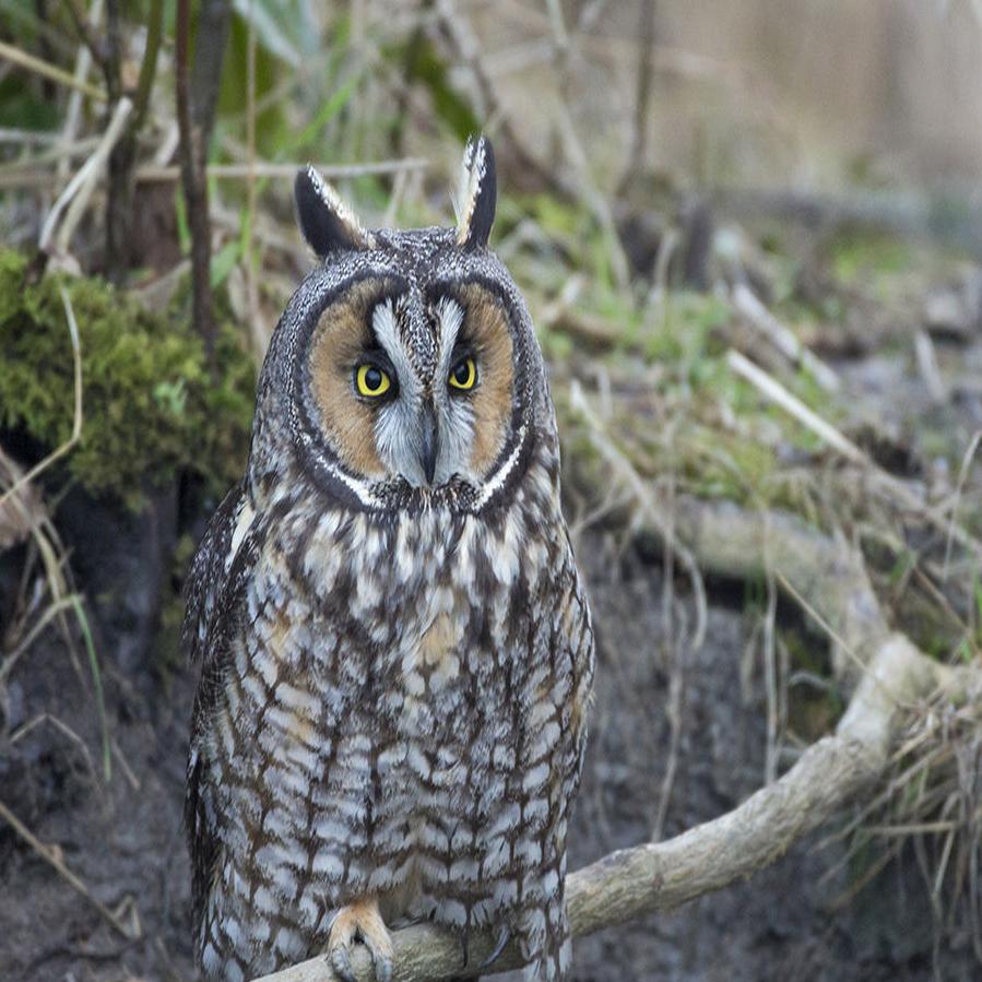 Wildlife Wednesday: Great-horned Owls