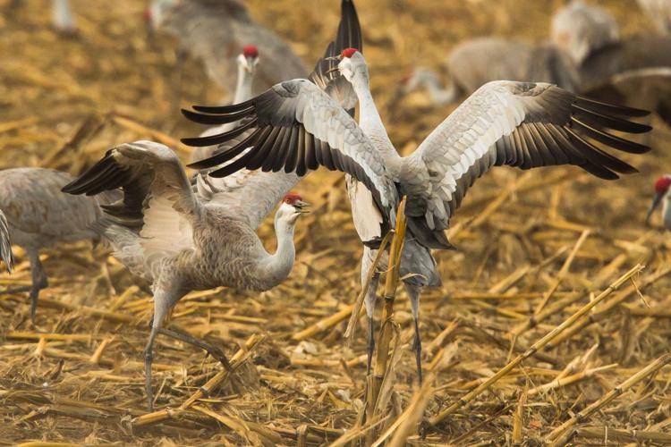 Photos Sandhill cranes gather outside Othello ahead of festival News