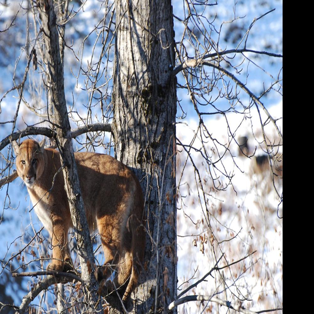 Mountain lions, bobcats share neighborhood, The Daily Courier