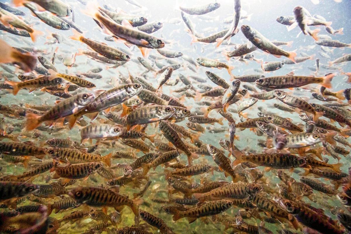 Letter How do we define salmon recovery? Opinion