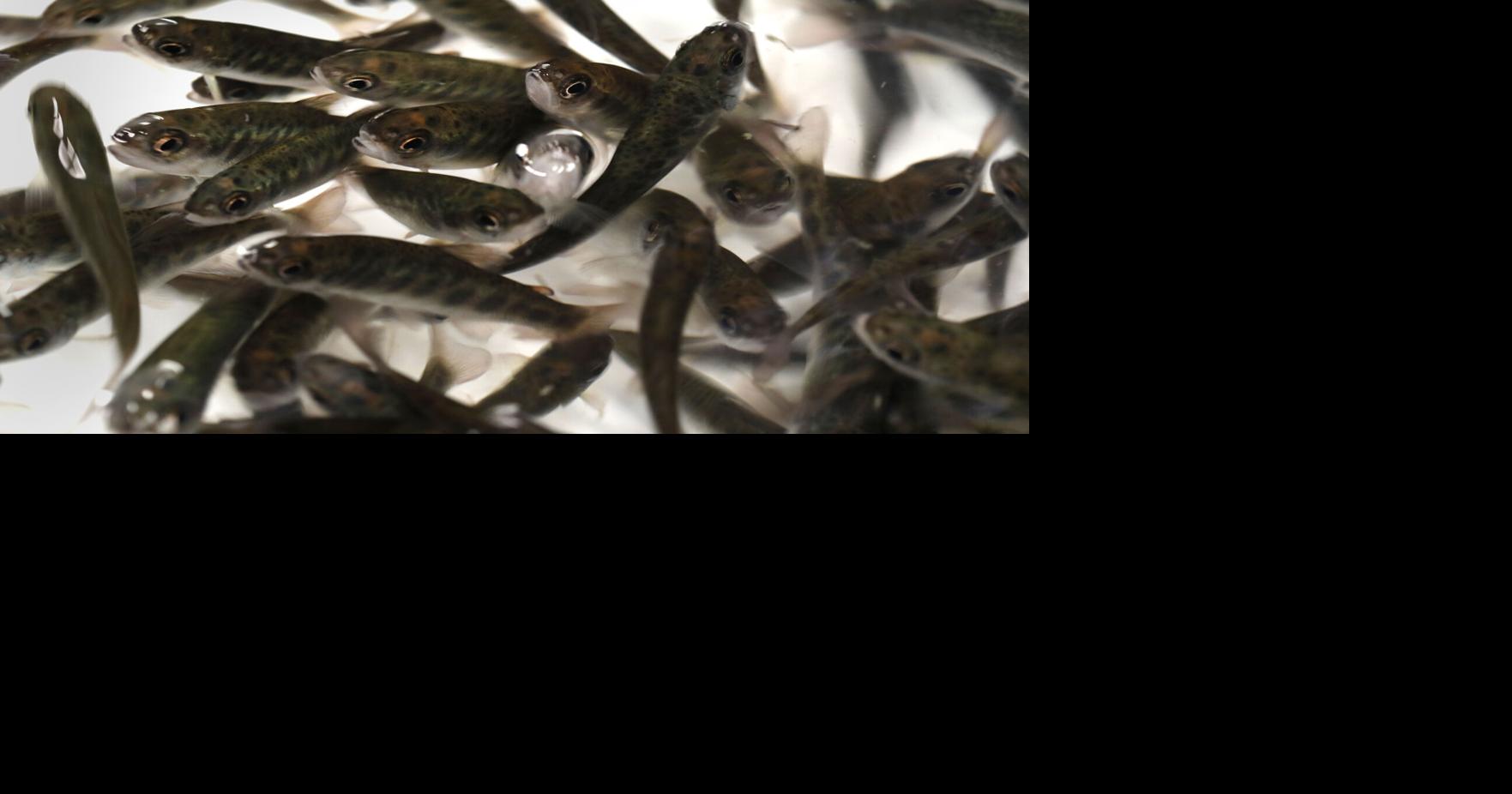 Opinion: Factory farming of fish is brewing pathogens