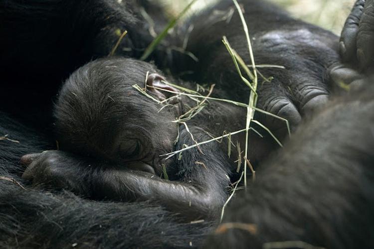 First of 2 pregnant gorillas gives birth at Seattle zoo