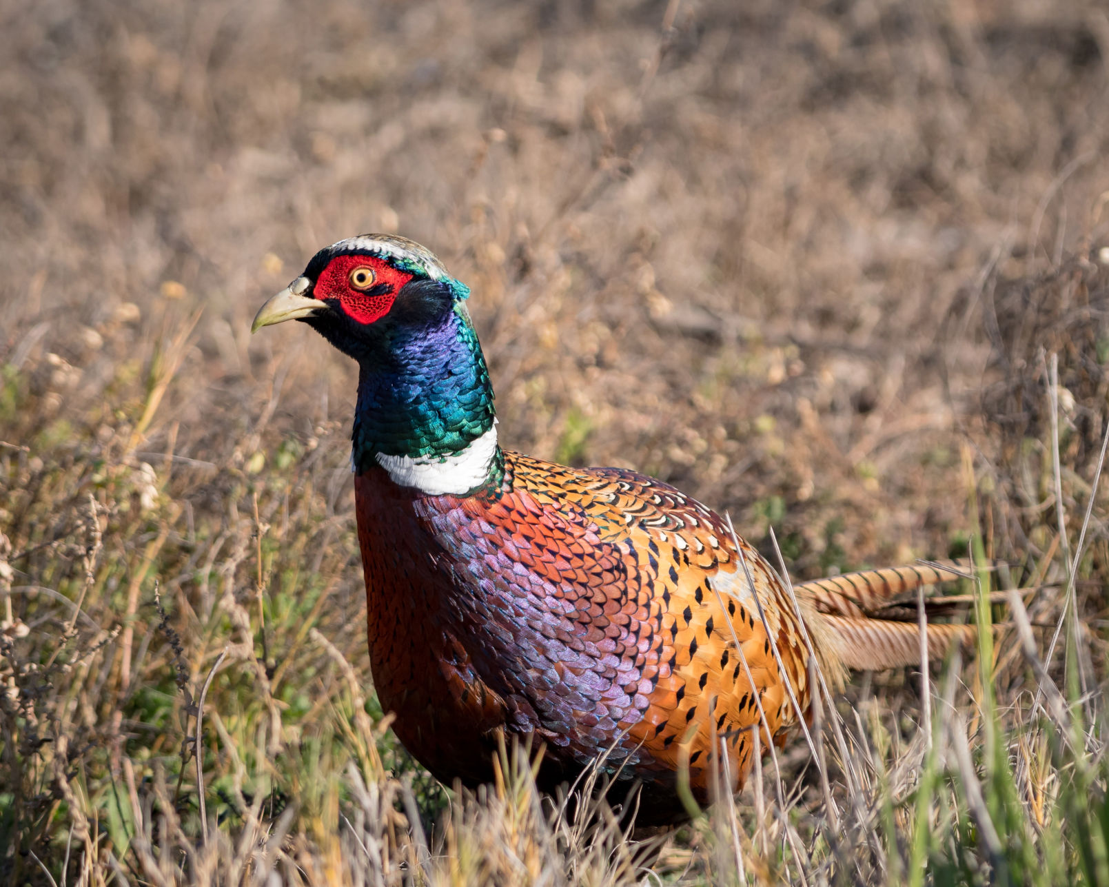 Ring-Necked Pheasants by Roger Tory Peterson