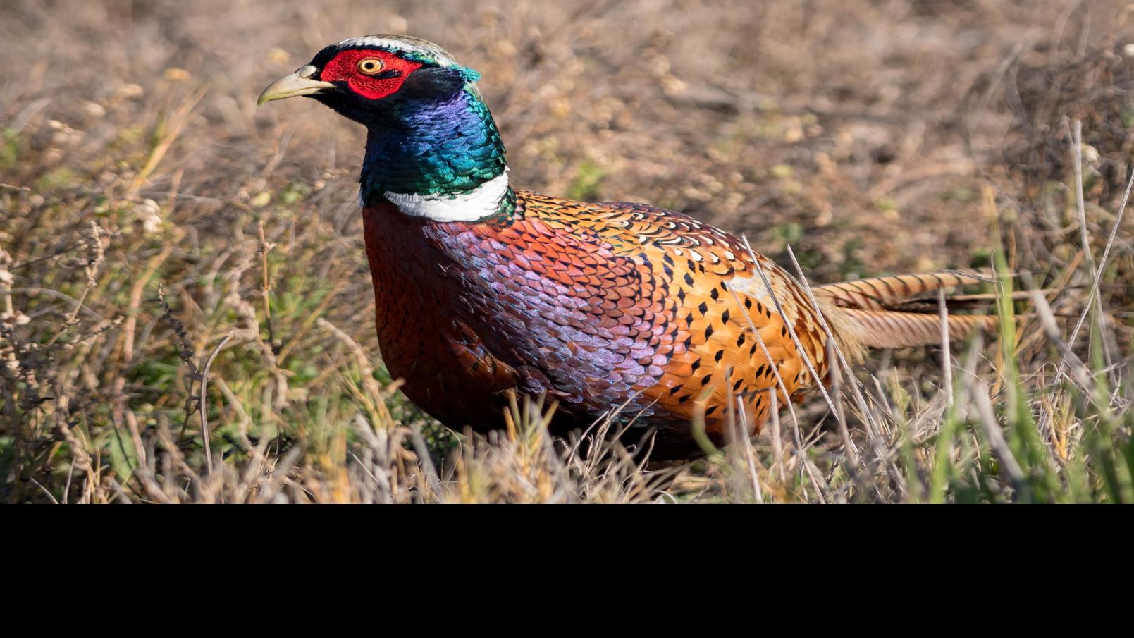 A Tale Of Two Disappearing Pheasants