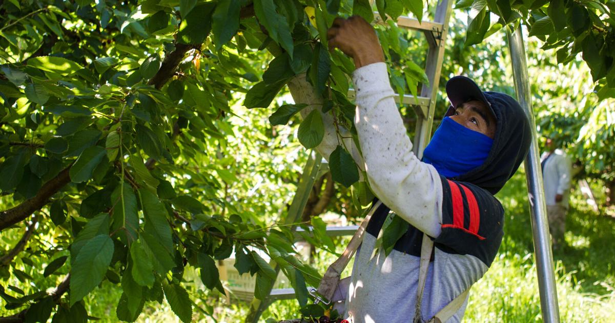 Kaltes Wetter drückt die Kirschernte in Zentral-Washington unter den Durchschnitt | Lokal Kaltes Wetter drückt die Kirschernte in Zentral-Washington unter den Durchschnitt | Lokal