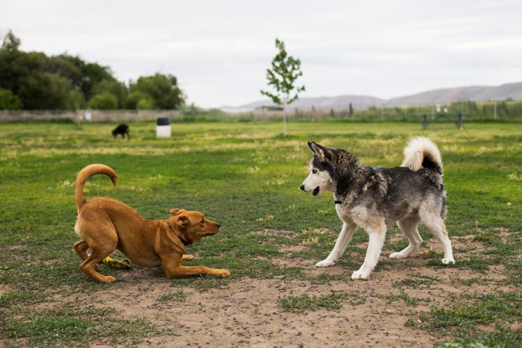 Dogs free to be dogs at Yakima offleash parks