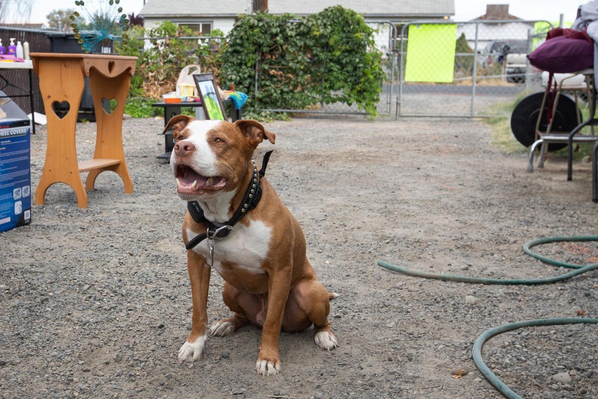 pit bulls become legal again in yakima