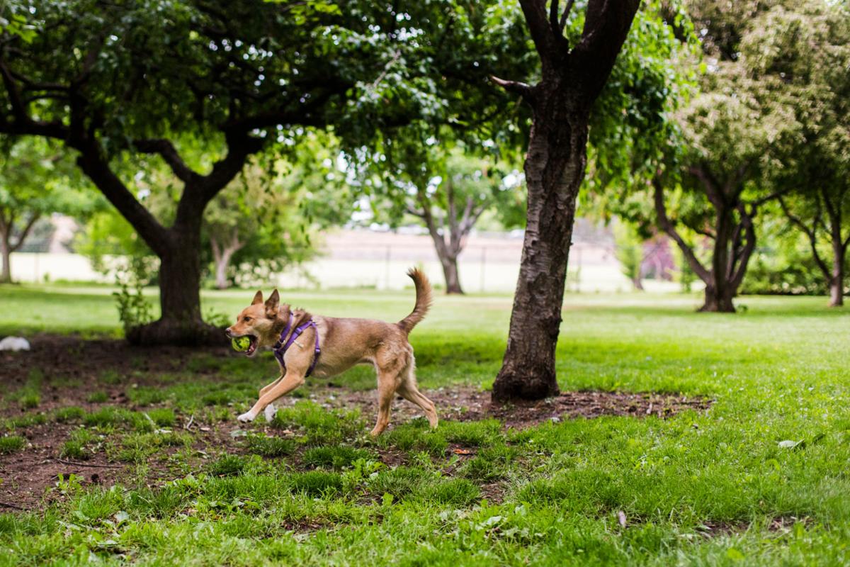 Dogs free to be dogs at Yakima offleash parks Exclusive