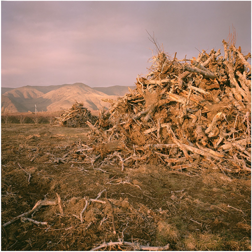 "Last Year’s Orchard on Schenk Road” by John Kane,