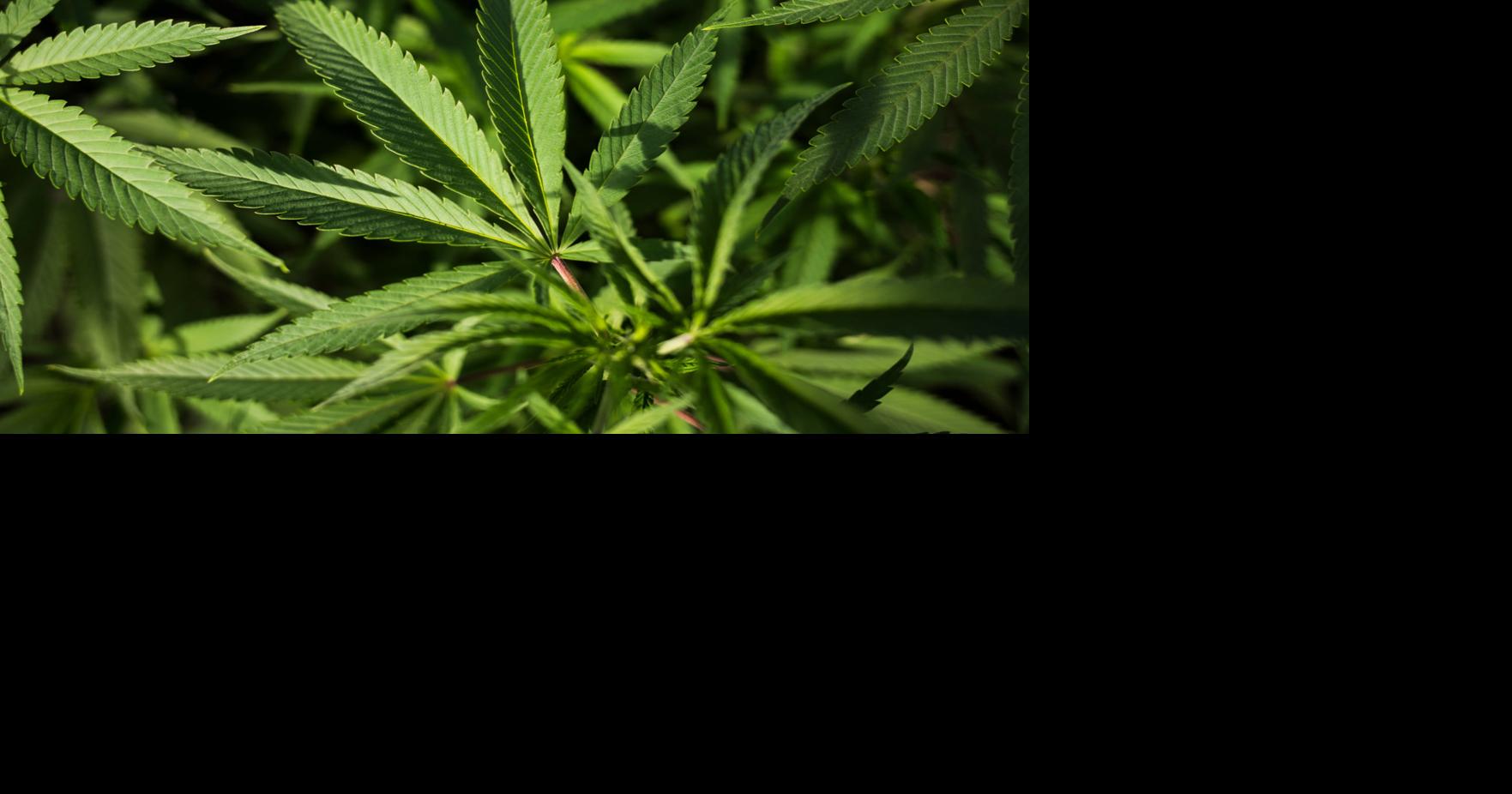 Opinion: Should the county lift its cannabis-sale ban? It's worth asking