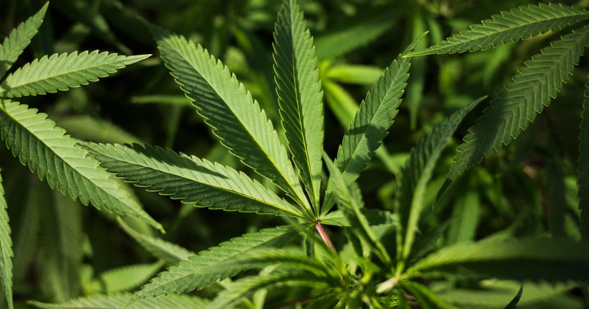 Opinion: Should the county lift its cannabis-sale ban? It's worth asking