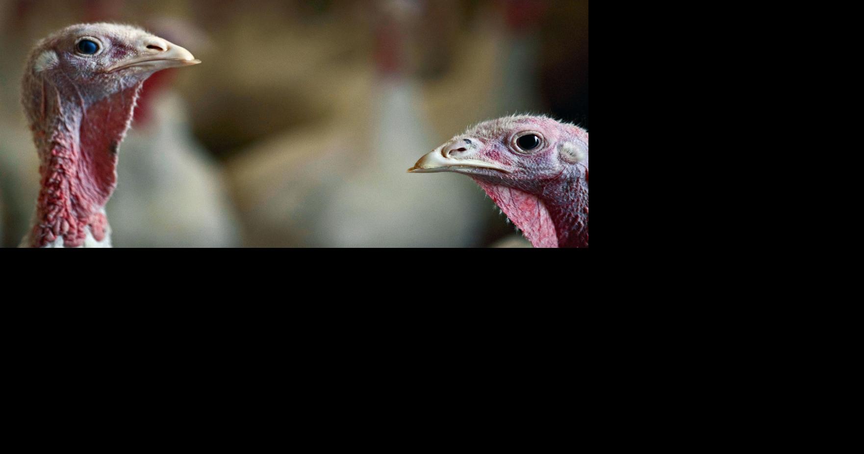 Thanksgiving turkeys cost more than ever after bird flu wipeout