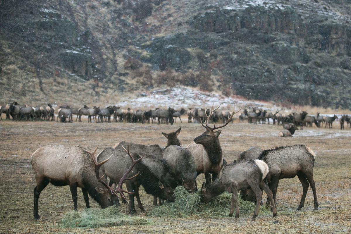 Photos Oak Creek Wildlife Area’s elk feeding station News Watch